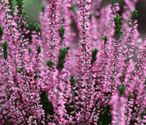 Miel Toxal Riba Rutas