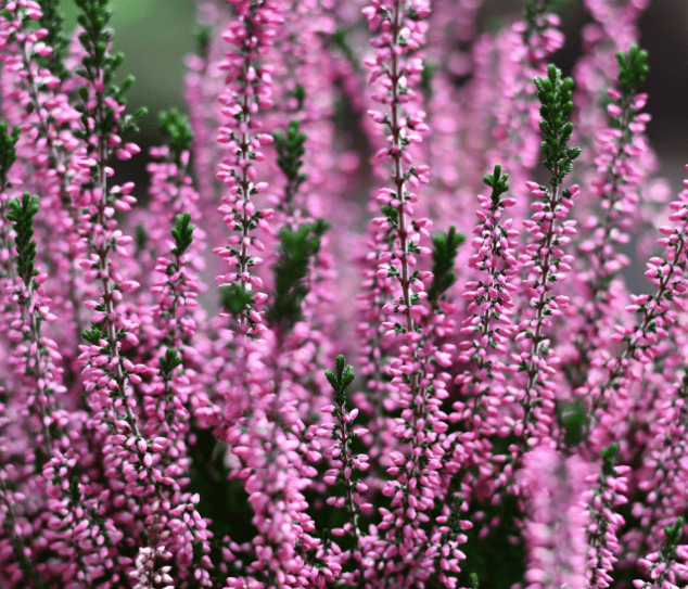 Miel Toxal Riba Rutas