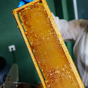 Panales de miel natural