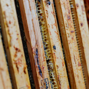 Panales de una colmena