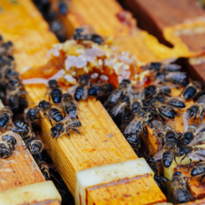 Abejas en los panales de miel