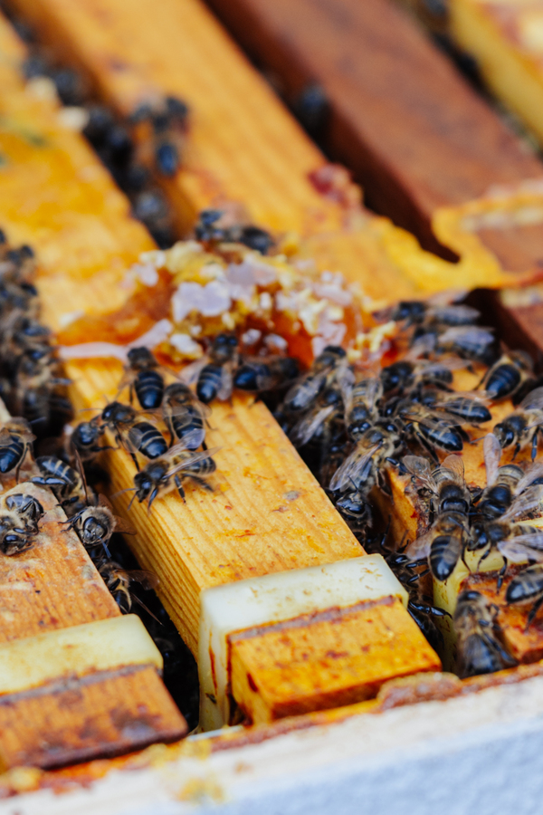 Abejas en los panales de miel