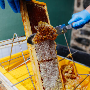 Quitar la miel en las colmenas