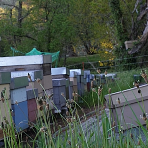 O neno abelleiro e meleiro dos Ancares